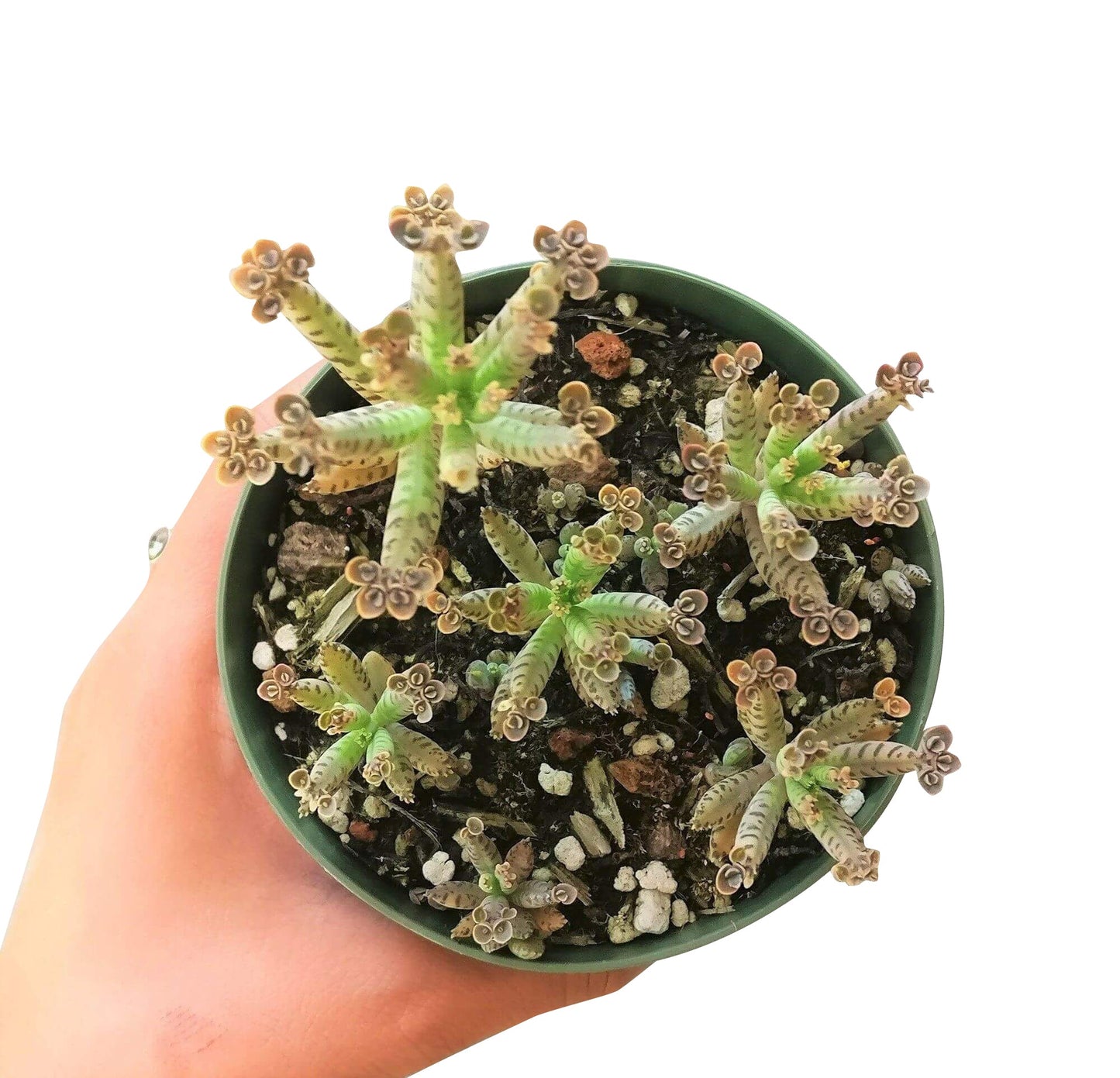 Mother of Millions Kalanchoe