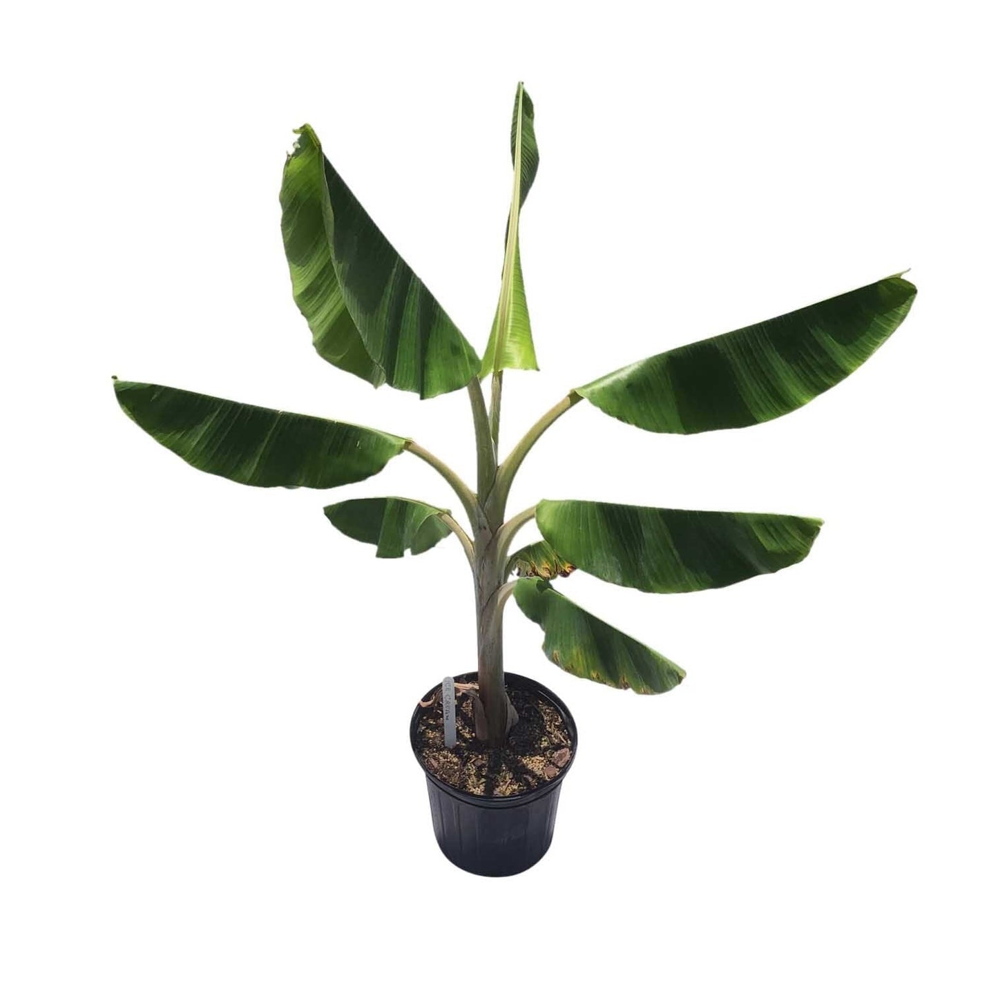Ice Cream Blue Java Banana Plant