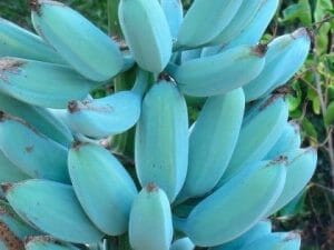 Ice Cream Blue Java Banana Plant