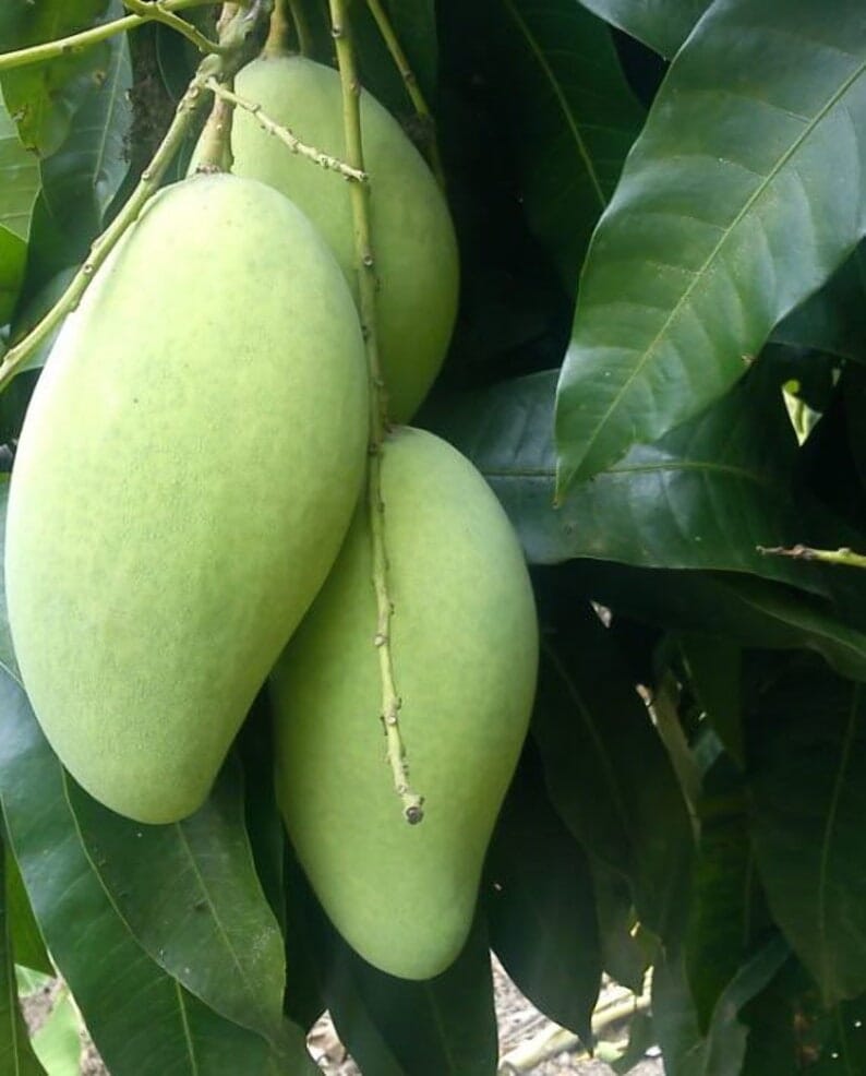 Kiew Yai Thai Mango Tree, Grafted