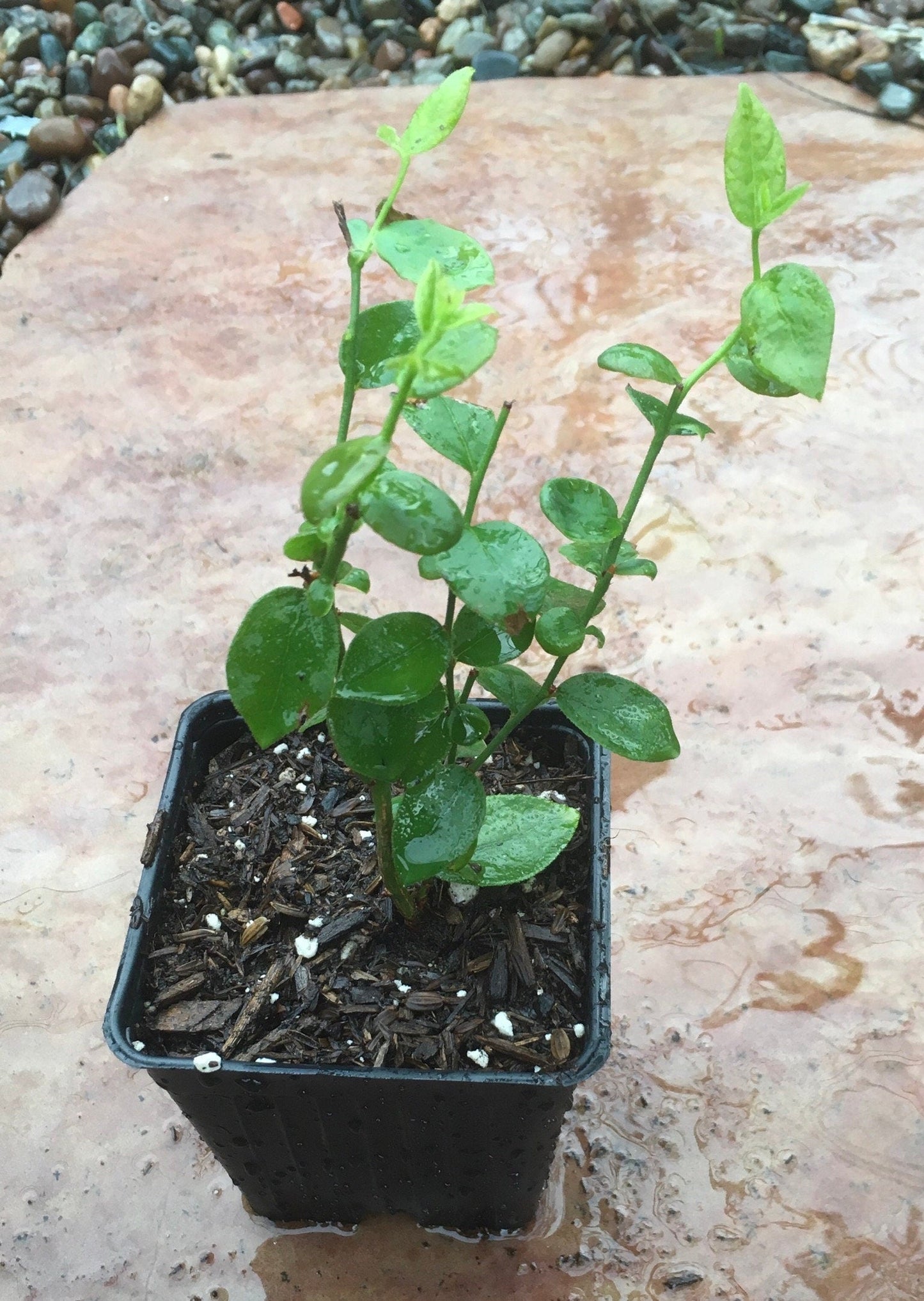 Jewel Southern Highbush Blueberry Plant (1 Gal.)