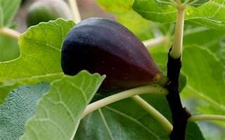 Hardy Californian Black Mission Fig (4 pack)