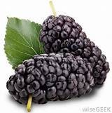 Everbearing Black Dwarf Mulberry (4 pack)