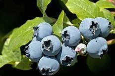 Jewel Southern Highbush Blueberry Plant (1 Gal.)