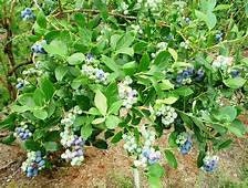 Jewel Southern Highbush Blueberry Plant (1 Gal.)