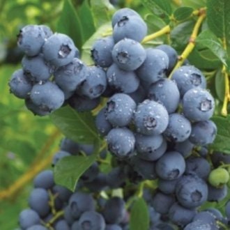 Jewel Southern Highbush Blueberry Plant (1 Gal.)