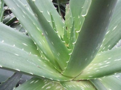 Aloe Vera (1 Gal.)