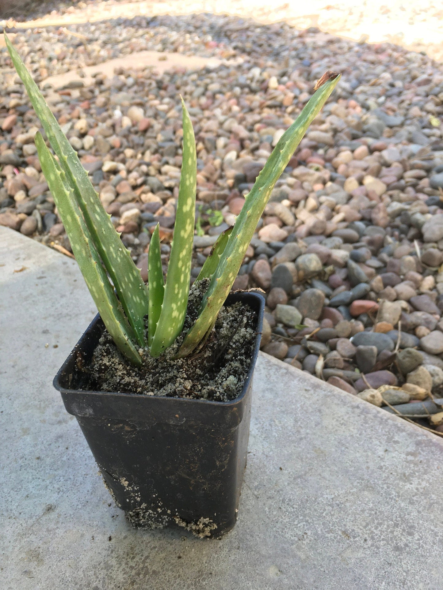 Aloe Vera (1 Gal.)