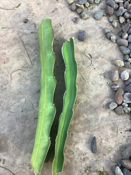 Dark Star Dragon Fruit Cactus (2 Cuttings)