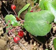 Evergreen Red Currant