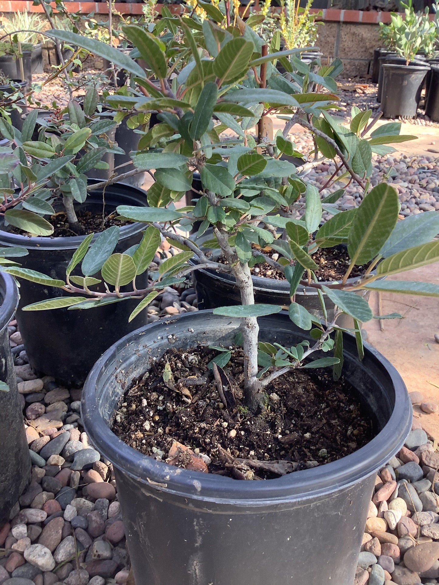 Coffeeberry Plant