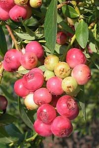 Lemonade Berry