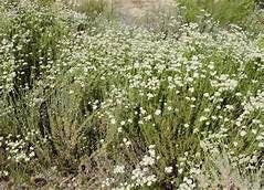 California Buckwheat