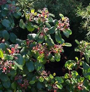 Evergreen Red Currant