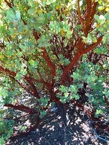 ‘Carmel Sur' Manzanita Tree