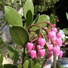 ‘Carmel Sur' Manzanita Tree