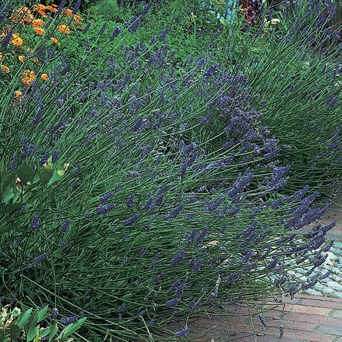 English Lavender