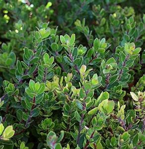 ‘Carmel Sur' Manzanita Tree