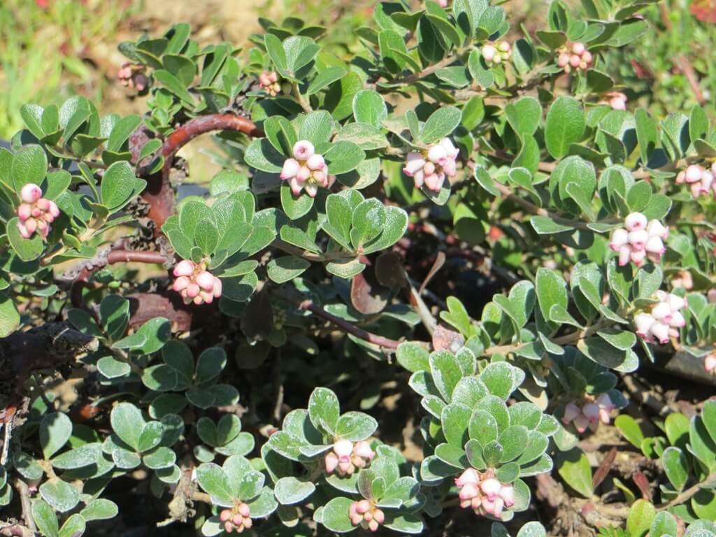 Point Reyes Manzanita