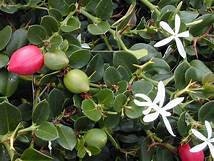 ‘Boxwood Beauty’ Natal Plum (1 Gal.)