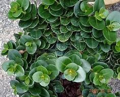 ‘Boxwood Beauty’ Natal Plum (1 Gal.)