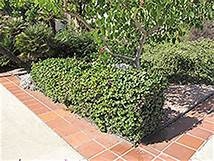 ‘Boxwood Beauty’ Natal Plum (1 Gal.)