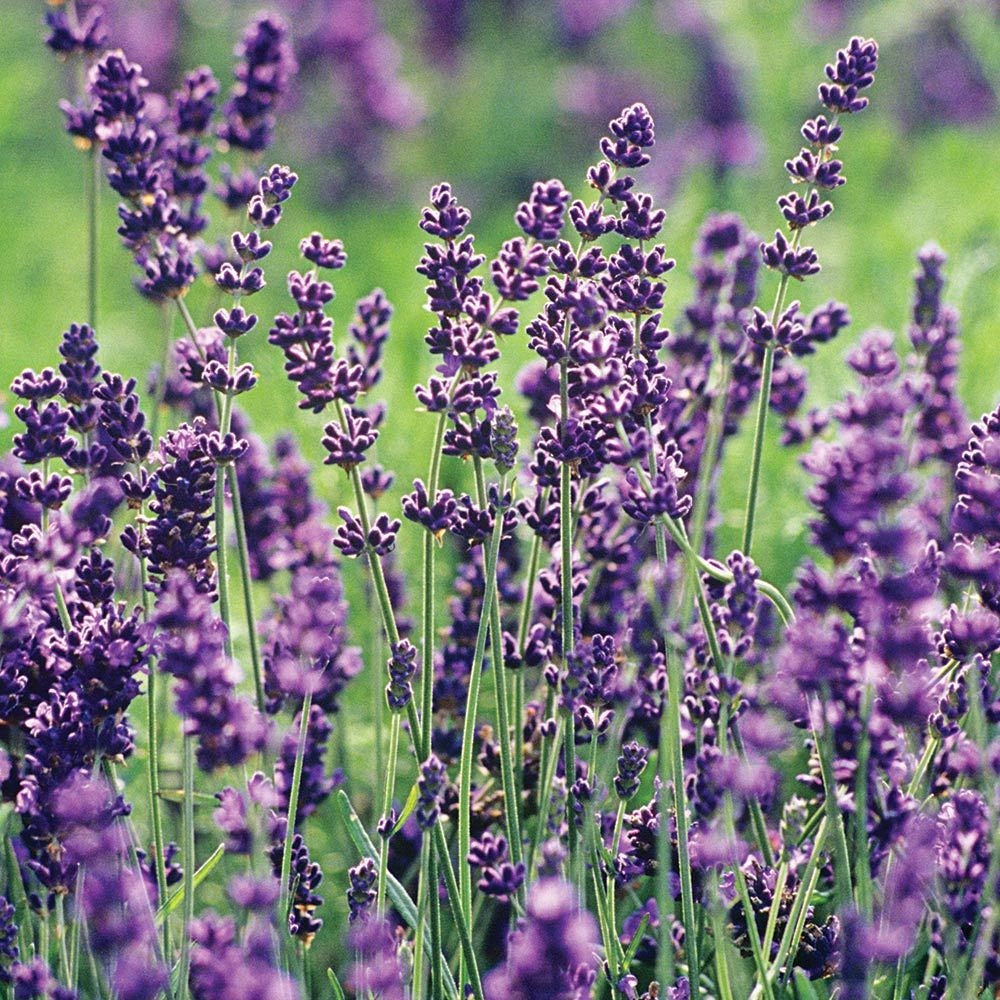 English Lavender