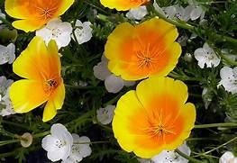 California Poppy