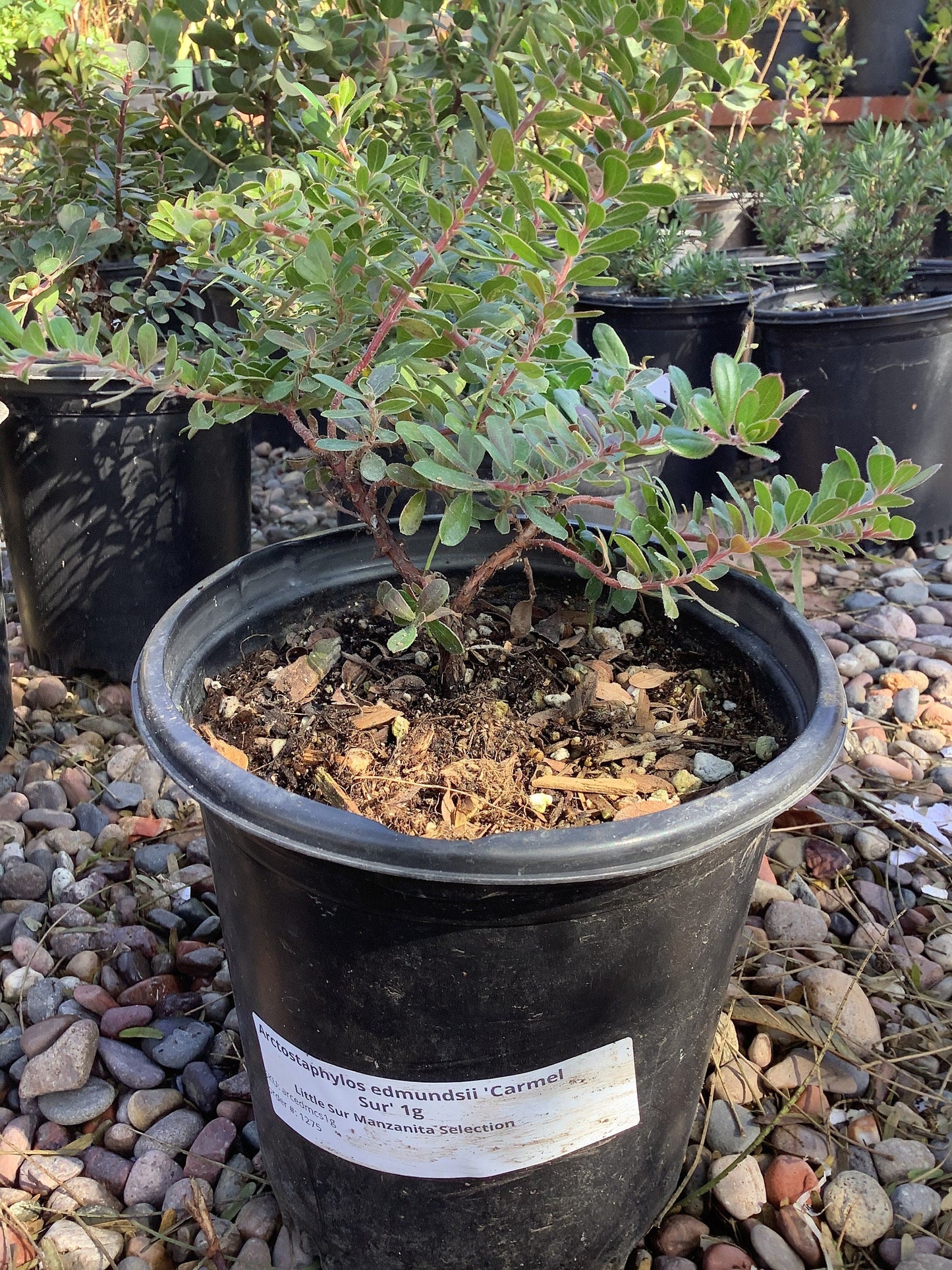 ‘Carmel Sur' Manzanita Tree