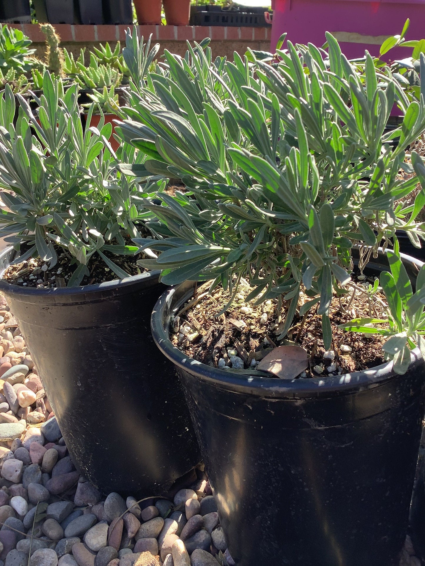 English Lavender