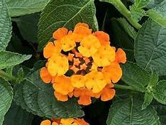 Lantana 'Spreading Sunset'