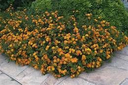 Lantana 'Spreading Sunset'