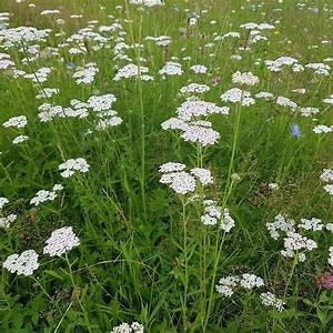 Yarrow Plant