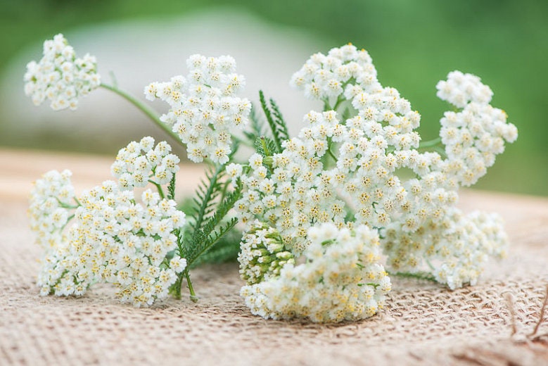 Yarrow Plant