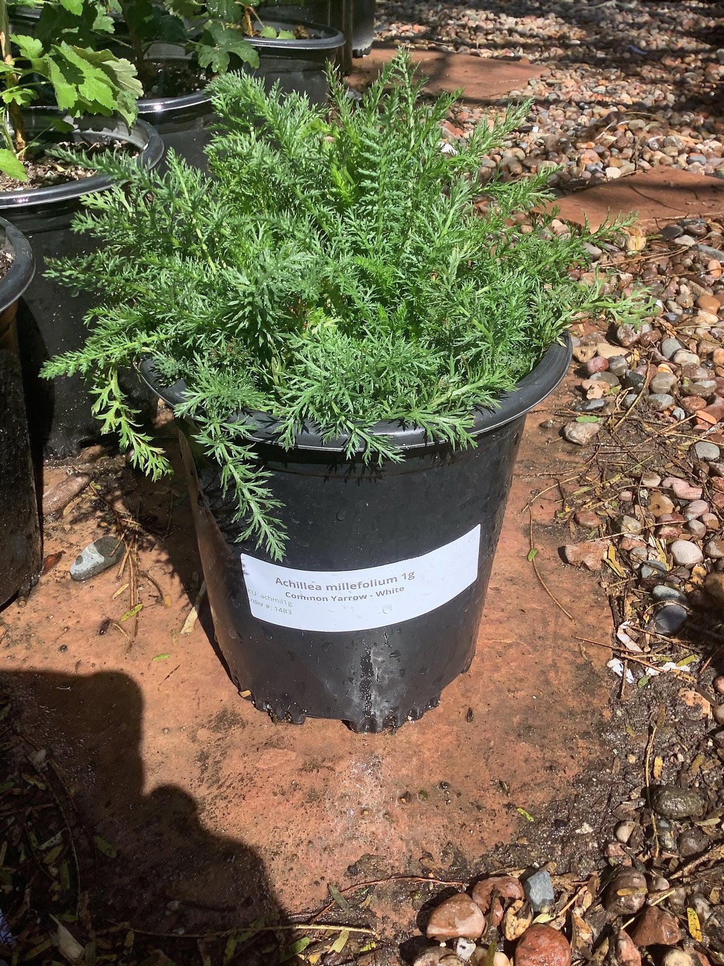 Yarrow Plant