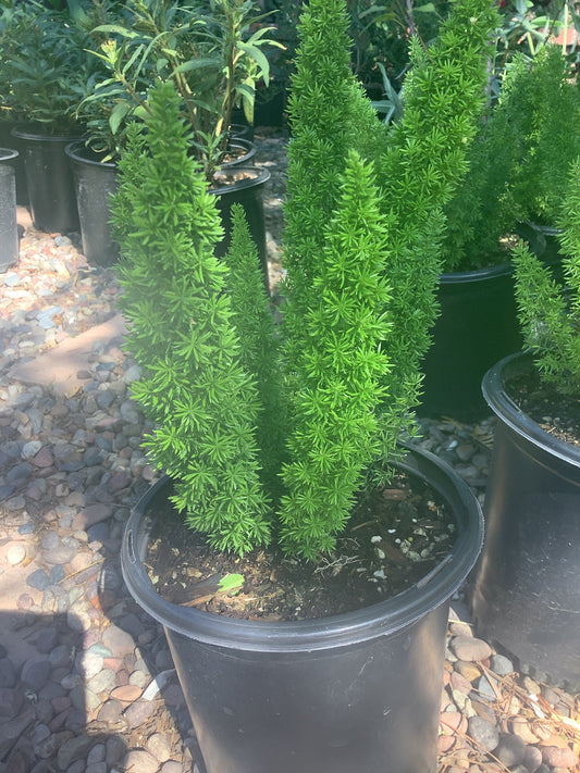 ‘Myers' Foxtail Fern (1 Gal.)