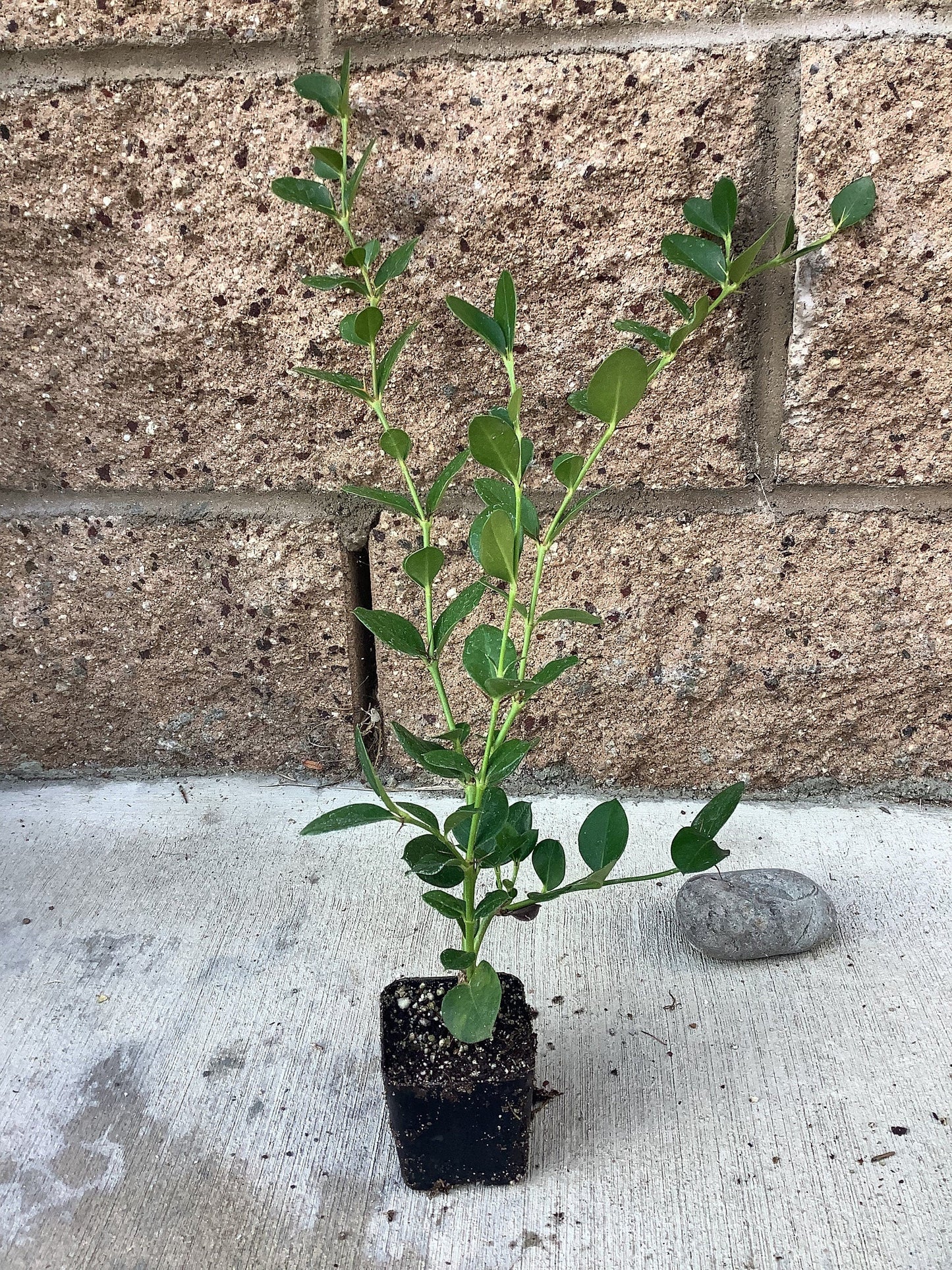 ‘Boxwood Beauty’ Natal Plum (1 Gal.)