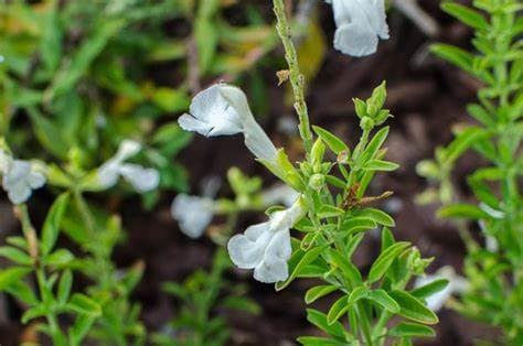 White Autumn Sage