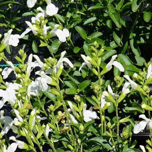 White Autumn Sage