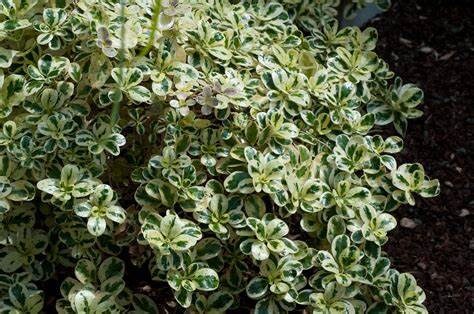 'Marble Queen' Variegated Dwarf Mirror Plant