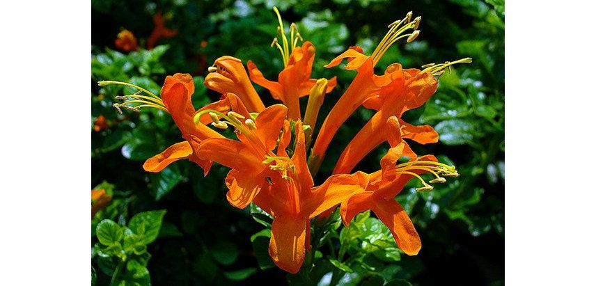 Cape Honeysuckle