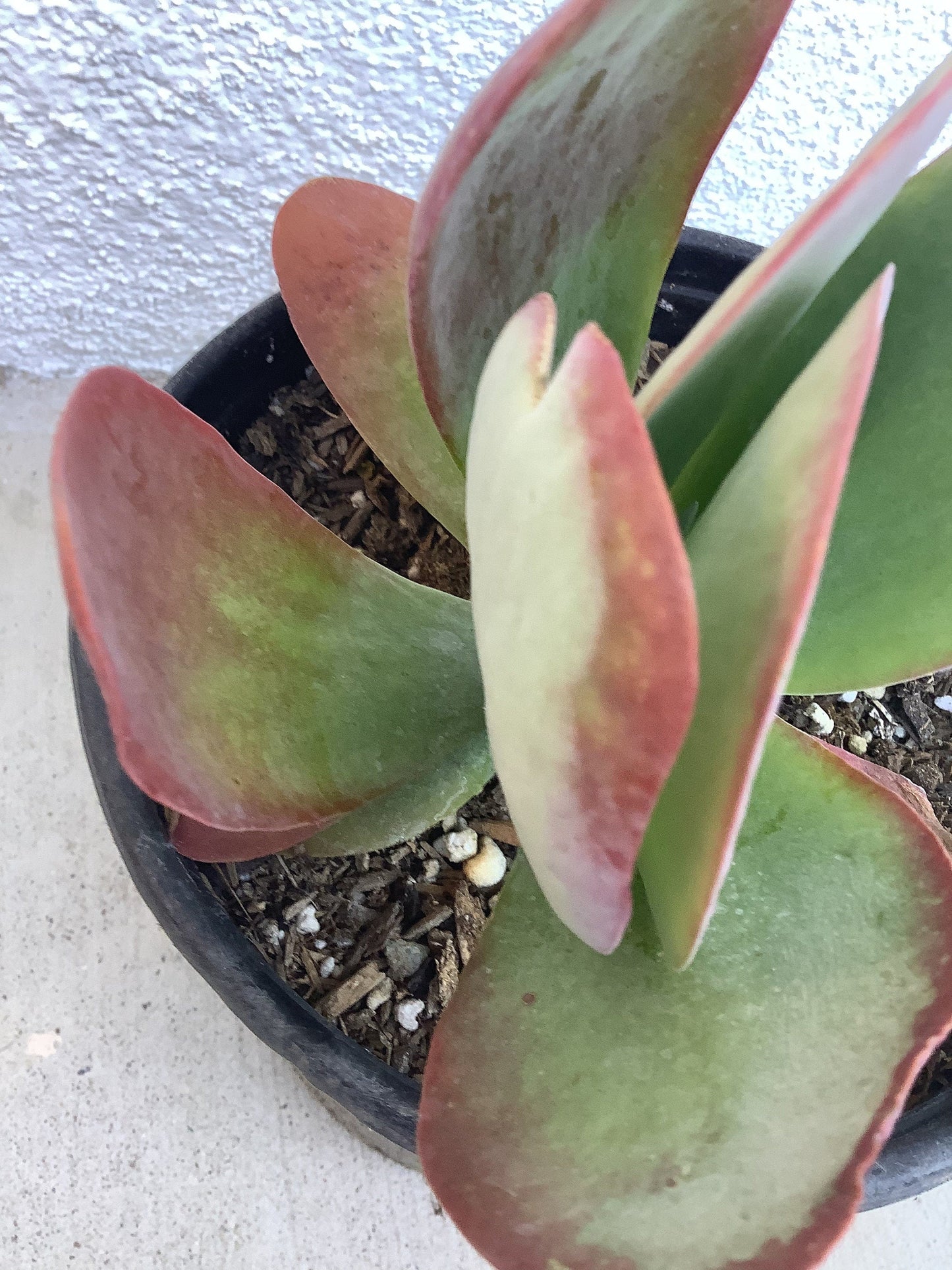 Flapjack Kalanchoe (1 Gal.)