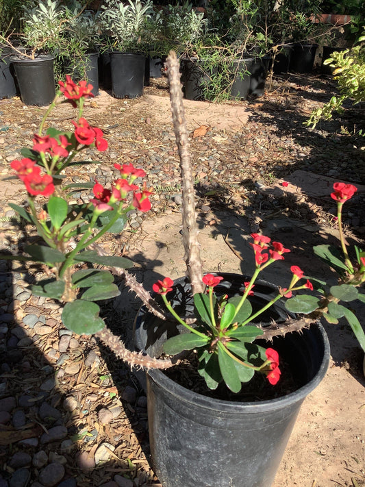 Crown of Thorns (1 Gal.)