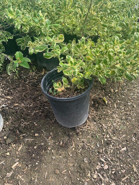 'Marble Queen' Variegated Dwarf Mirror Plant