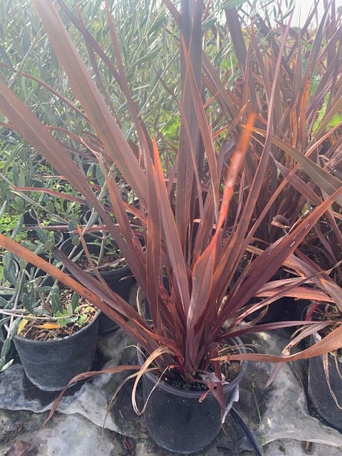 Bronze Purple Landscape Plant