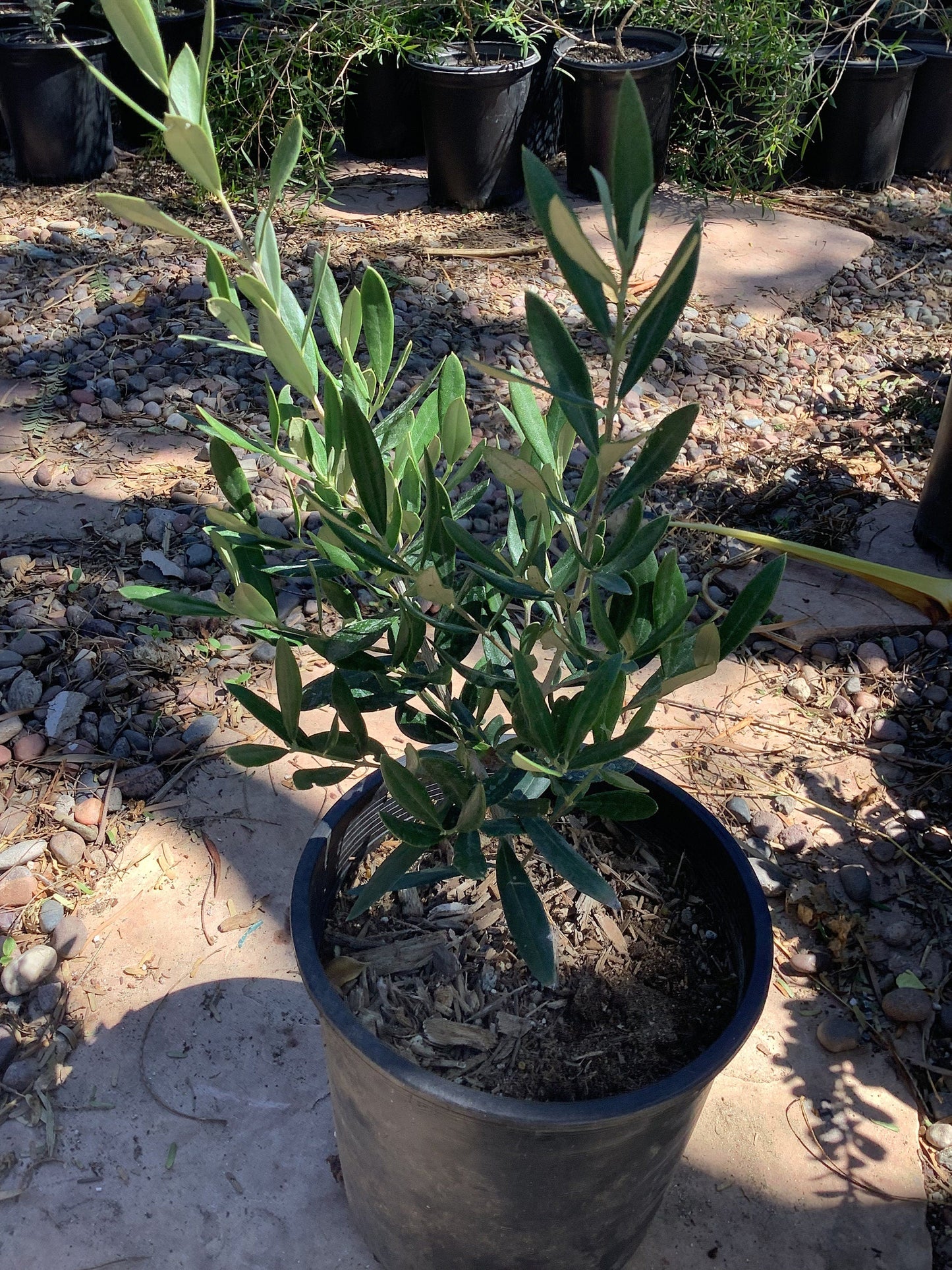 Fruitless Olive Tree One Gallon Size