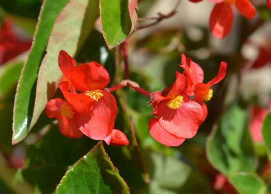 Dragon Wing Begonia (Starter)