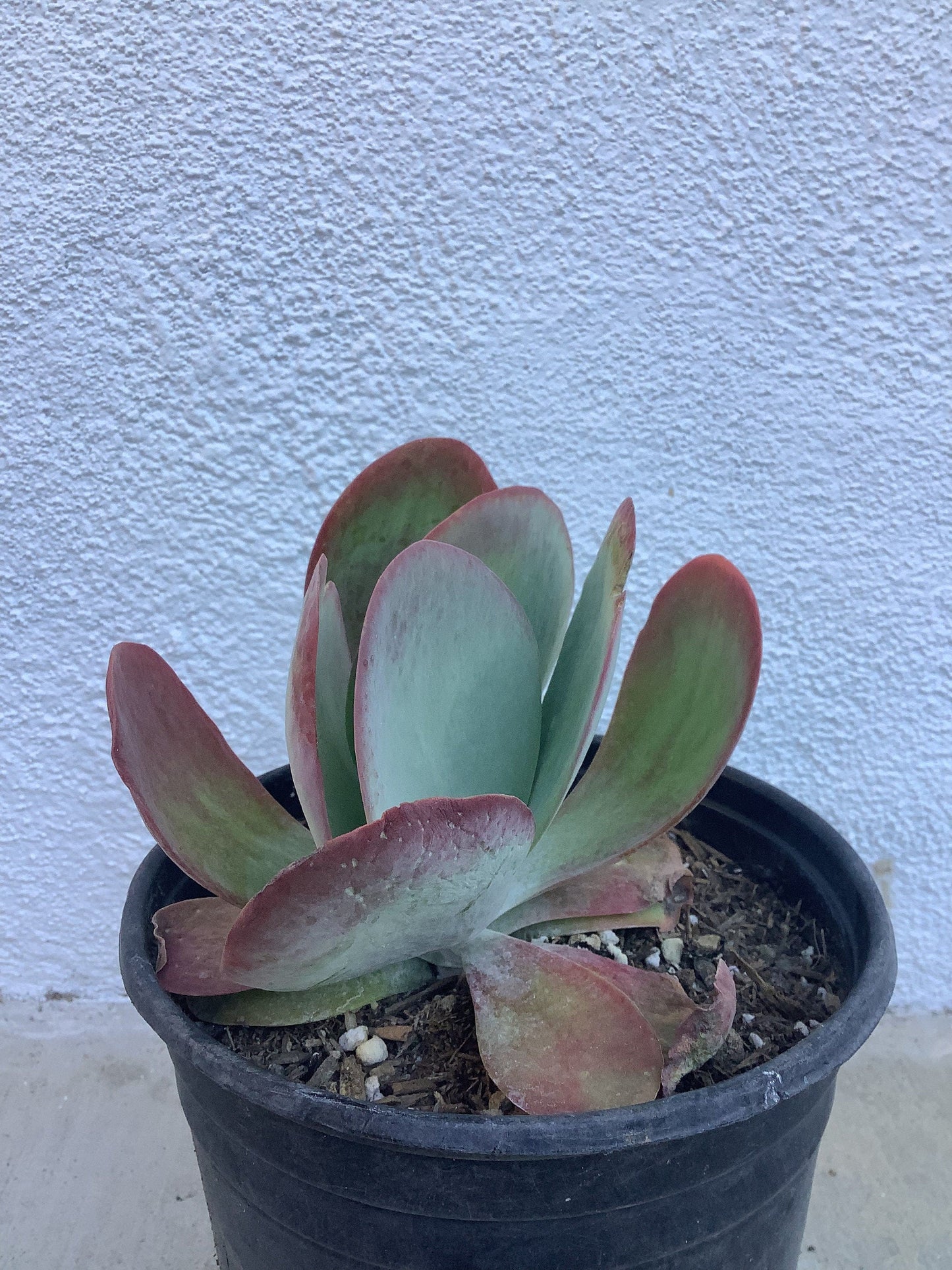 Flapjack Kalanchoe (1 Gal.)