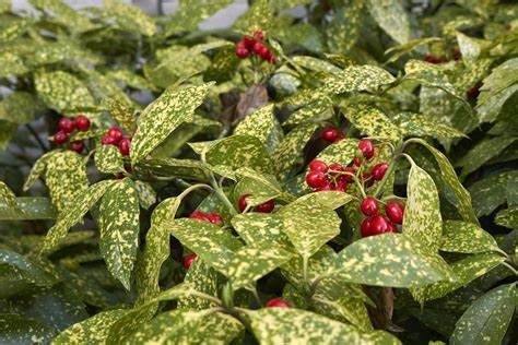 ‘Gold Dust’ Variegated Japanese Laurel (1 Gal.)