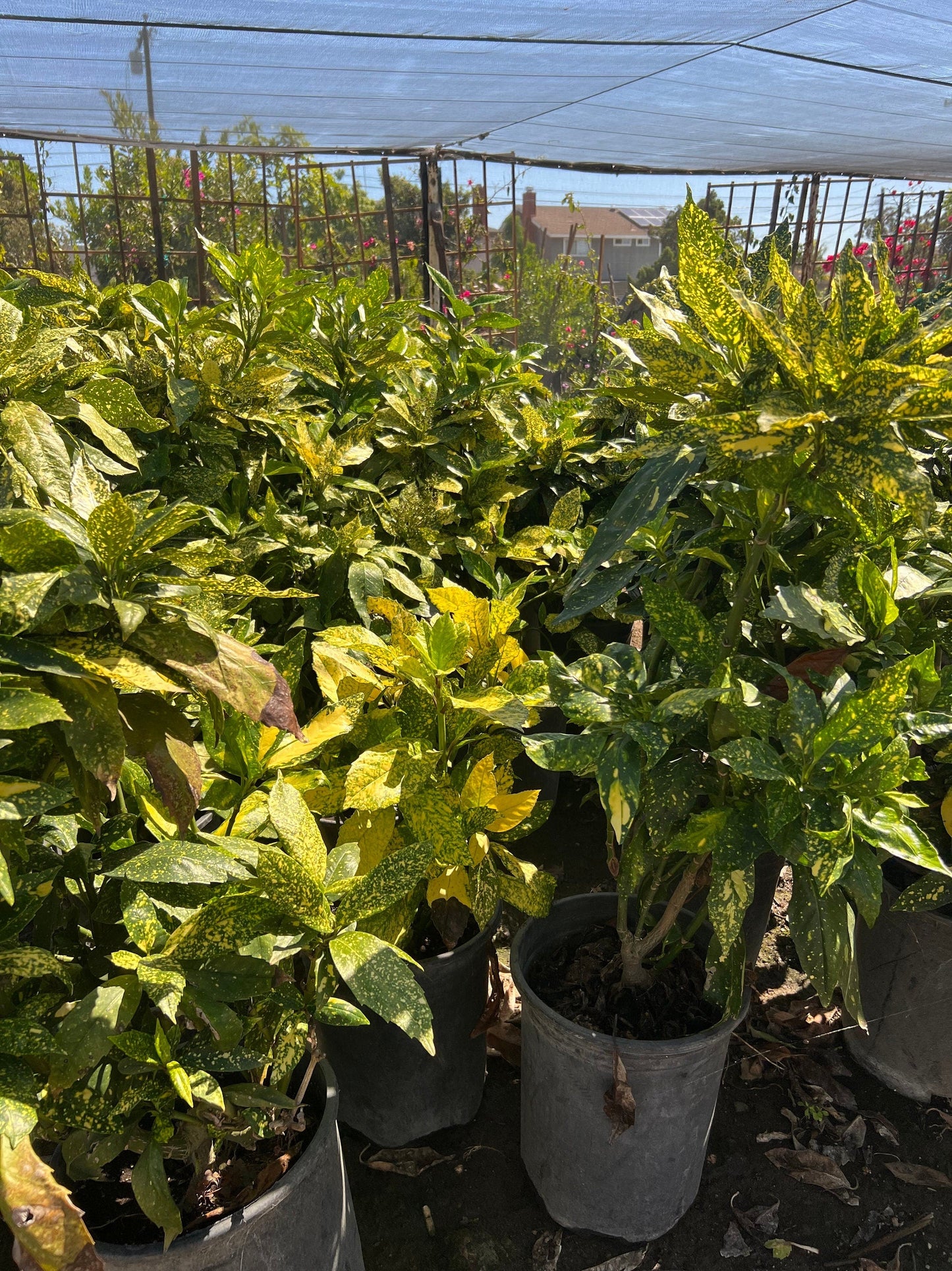 ‘Gold Dust’ Variegated Japanese Laurel (1 Gal.)